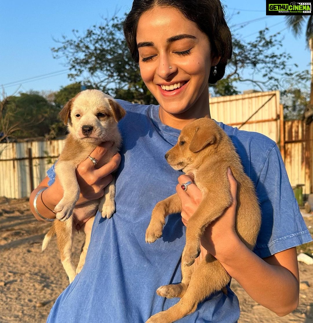 Ananya Panday Instagram - PUPPIES!!!!!! 🥺🥺🥺🥺🥺🥺🥺