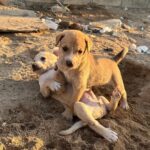 Ananya Panday Instagram - PUPPIES!!!!!! 🥺🥺🥺🥺🥺🥺🥺