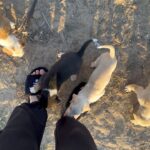 Ananya Panday Instagram - PUPPIES!!!!!! 🥺🥺🥺🥺🥺🥺🥺