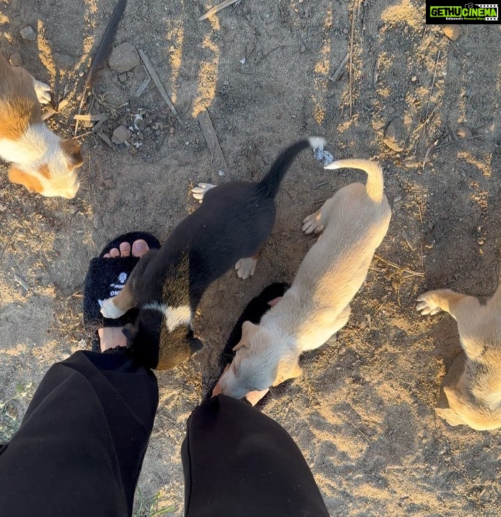 Ananya Panday Instagram - PUPPIES!!!!!! 🥺🥺🥺🥺🥺🥺🥺