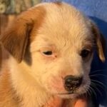 Ananya Panday Instagram - PUPPIES!!!!!! 🥺🥺🥺🥺🥺🥺🥺