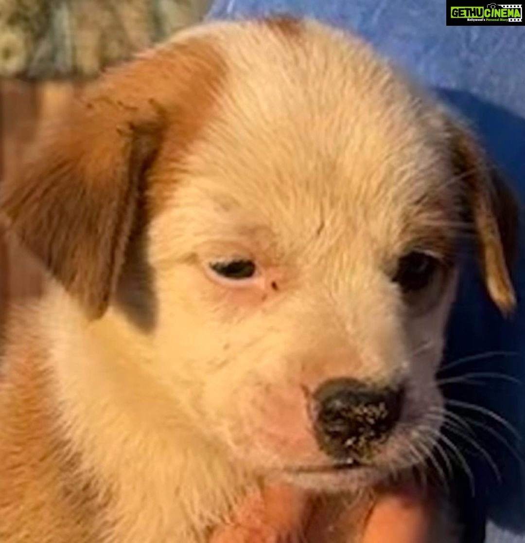 Ananya Panday Instagram - PUPPIES!!!!!! 🥺🥺🥺🥺🥺🥺🥺