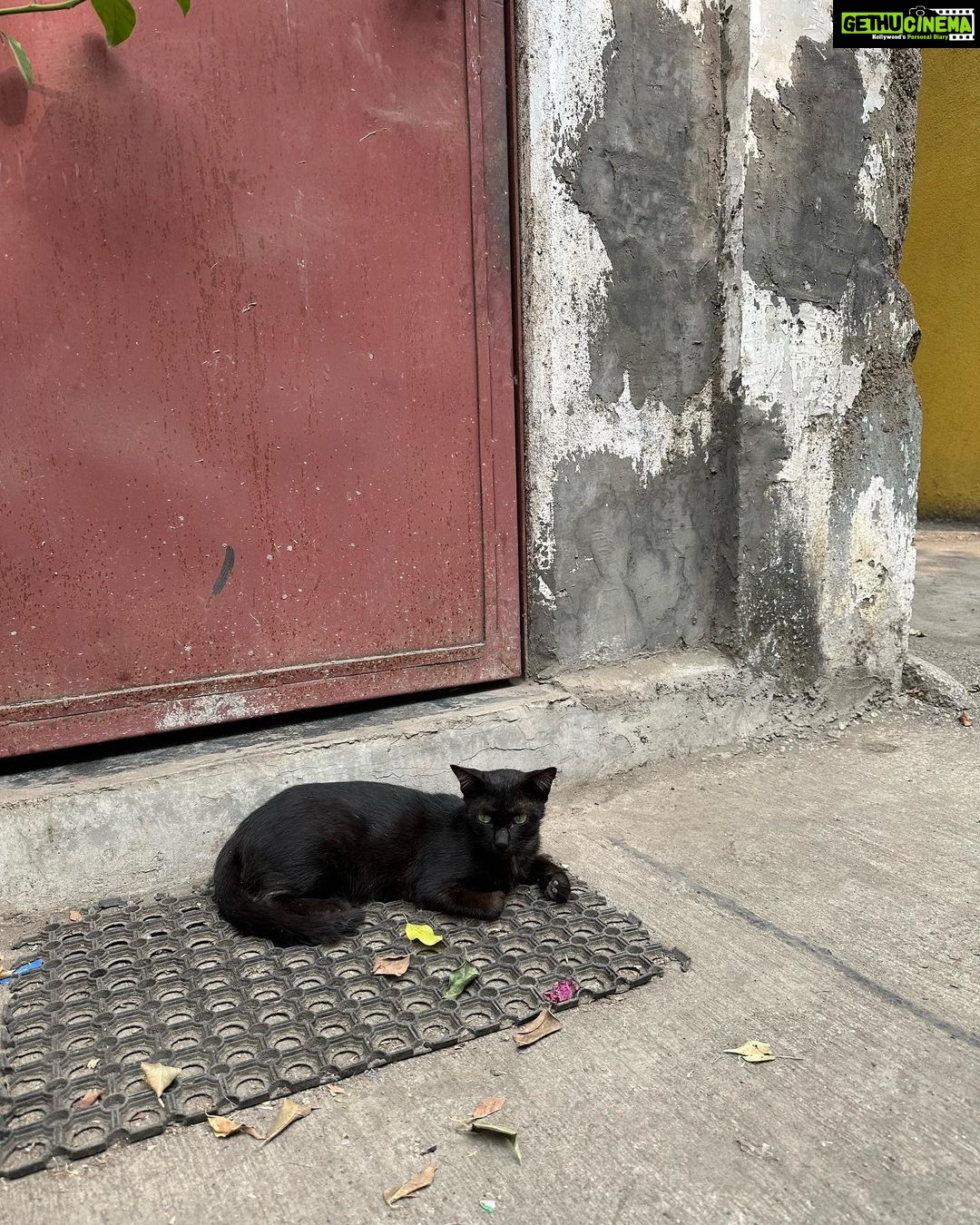 Ananya Panday Instagram - Nothing like walking around Bandra on a Sunday afternoon 🐈