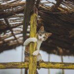 Anarkali Marikar Instagram - കുറുഞ്ഞി പൂച്ച😸 @tentgraam @ajmal_phoneographer 📸
