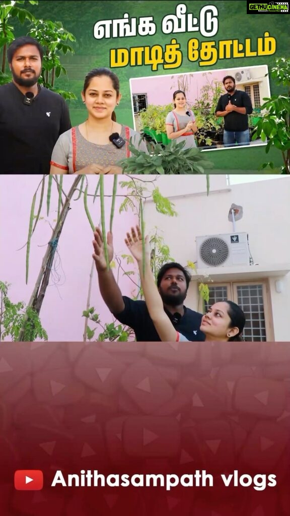 Anitha Sampath Instagram - Our terrace garden video is out now guys.. full video on our youtube channel “anitha sampath vlogs” Purchased our plants from @bumitraa porur Link in story