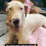 Anitha Sampath Instagram - 🐕great dane ah pathu ithana nalaa bayandhome..evlo pasamana naikutty ah iruku🥹 Video courtesy:Naikutty owner @nilaa_bridalstudio #anithasampath #dogbreed #doglove #greatdane #puppies