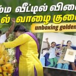 Anitha Sampath Instagram - Our first banana harvest at home.unboxing golden play button vlog too. Link in bio and story guys😇