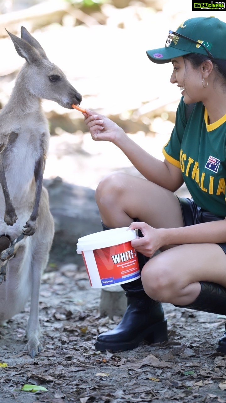 Anju Kurian Instagram - 🦘 🦜 🐨 🦜🦘 📍- Australia 🇦🇺 #traveltheworld #animallovers #kangaroo #koala #naturegram #instatravel
