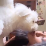 Anukreethy Vas Instagram - @instagram Meet my ball of happiness NIMBUS 🐾 . . . . #anukreethyvas #nimbus #nimbusthemaltese #pet #pets #petstagram #dogsofinstagram #dogs