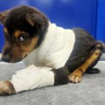 Archana Kavi Instagram - Hello world meet Bruno... One day when I was going to my shoot location I saw a small puppy injured outside the main gate. I asked the assistant director on the set to check on him. He was in a terrible condition... Lost one leg and had maggots and fleas and he was on road like that for at least 3 days. We took him to the hospital near by for first aid and see what can be done. It was told to us that he wont survive for long.... I contacted @sally_earthling the only person I trust in such scenario. She asked me to take him to @cochin_pet_hospital. So after shoot me and @sarithasugeeth took him there. He got admitted. The doctors told us that his condition is really bad and he might be less than 30 days old. But we didnt lose hope. I really admire the doctors there... He almost recovered but fate had to send another googly thrown at him... He caught parvo virus. We all thought we would lose him and was trying to make peace with it. But our Bruno boy is a fighter. He came out of it. Now he lives with me and Pluto and we are looking to find him his forever home. He is love, little scared, loves car rides and food! Oh he is a foodie. If you or anyone you know can give him little space in your heart and make him part of your family please reach out to us. Thank you. Indie 1 month old Lost one leg but that doesn't stop him from being any less naughty Vaccination will be done. PS - last pic can be a trigger. Kochi, India