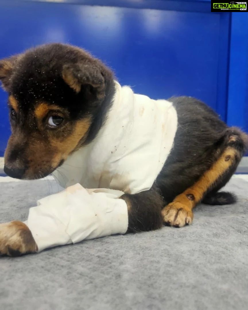 Archana Kavi Instagram - Hello world meet Bruno... One day when I was going to my shoot location I saw a small puppy injured outside the main gate. I asked the assistant director on the set to check on him. He was in a terrible condition... Lost one leg and had maggots and fleas and he was on road like that for at least 3 days. We took him to the hospital near by for first aid and see what can be done. It was told to us that he wont survive for long.... I contacted @sally_earthling the only person I trust in such scenario. She asked me to take him to @cochin_pet_hospital. So after shoot me and @sarithasugeeth took him there. He got admitted. The doctors told us that his condition is really bad and he might be less than 30 days old. But we didnt lose hope. I really admire the doctors there... He almost recovered but fate had to send another googly thrown at him... He caught parvo virus. We all thought we would lose him and was trying to make peace with it. But our Bruno boy is a fighter. He came out of it. Now he lives with me and Pluto and we are looking to find him his forever home. He is love, little scared, loves car rides and food! Oh he is a foodie. If you or anyone you know can give him little space in your heart and make him part of your family please reach out to us. Thank you. Indie 1 month old Lost one leg but that doesn't stop him from being any less naughty Vaccination will be done. PS - last pic can be a trigger. Kochi, India