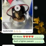 Archana Kavi Instagram - Hello world meet Bruno... One day when I was going to my shoot location I saw a small puppy injured outside the main gate. I asked the assistant director on the set to check on him. He was in a terrible condition... Lost one leg and had maggots and fleas and he was on road like that for at least 3 days. We took him to the hospital near by for first aid and see what can be done. It was told to us that he wont survive for long.... I contacted @sally_earthling the only person I trust in such scenario. She asked me to take him to @cochin_pet_hospital. So after shoot me and @sarithasugeeth took him there. He got admitted. The doctors told us that his condition is really bad and he might be less than 30 days old. But we didnt lose hope. I really admire the doctors there... He almost recovered but fate had to send another googly thrown at him... He caught parvo virus. We all thought we would lose him and was trying to make peace with it. But our Bruno boy is a fighter. He came out of it. Now he lives with me and Pluto and we are looking to find him his forever home. He is love, little scared, loves car rides and food! Oh he is a foodie. If you or anyone you know can give him little space in your heart and make him part of your family please reach out to us. Thank you. Indie 1 month old Lost one leg but that doesn't stop him from being any less naughty Vaccination will be done. PS - last pic can be a trigger. Kochi, India
