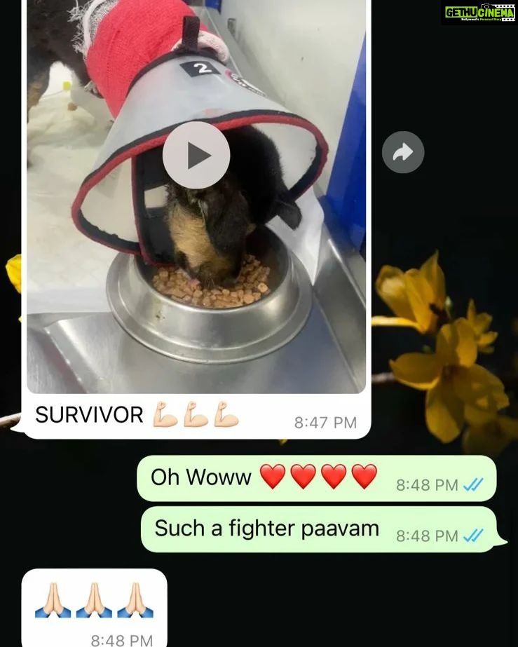 Archana Kavi Instagram - Hello world meet Bruno... One day when I was going to my shoot location I saw a small puppy injured outside the main gate. I asked the assistant director on the set to check on him. He was in a terrible condition... Lost one leg and had maggots and fleas and he was on road like that for at least 3 days. We took him to the hospital near by for first aid and see what can be done. It was told to us that he wont survive for long.... I contacted @sally_earthling the only person I trust in such scenario. She asked me to take him to @cochin_pet_hospital. So after shoot me and @sarithasugeeth took him there. He got admitted. The doctors told us that his condition is really bad and he might be less than 30 days old. But we didnt lose hope. I really admire the doctors there... He almost recovered but fate had to send another googly thrown at him... He caught parvo virus. We all thought we would lose him and was trying to make peace with it. But our Bruno boy is a fighter. He came out of it. Now he lives with me and Pluto and we are looking to find him his forever home. He is love, little scared, loves car rides and food! Oh he is a foodie. If you or anyone you know can give him little space in your heart and make him part of your family please reach out to us. Thank you. Indie 1 month old Lost one leg but that doesn't stop him from being any less naughty Vaccination will be done. PS - last pic can be a trigger. Kochi, India