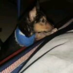 Archana Kavi Instagram - Hello world meet Bruno... One day when I was going to my shoot location I saw a small puppy injured outside the main gate. I asked the assistant director on the set to check on him. He was in a terrible condition... Lost one leg and had maggots and fleas and he was on road like that for at least 3 days. We took him to the hospital near by for first aid and see what can be done. It was told to us that he wont survive for long.... I contacted @sally_earthling the only person I trust in such scenario. She asked me to take him to @cochin_pet_hospital. So after shoot me and @sarithasugeeth took him there. He got admitted. The doctors told us that his condition is really bad and he might be less than 30 days old. But we didnt lose hope. I really admire the doctors there... He almost recovered but fate had to send another googly thrown at him... He caught parvo virus. We all thought we would lose him and was trying to make peace with it. But our Bruno boy is a fighter. He came out of it. Now he lives with me and Pluto and we are looking to find him his forever home. He is love, little scared, loves car rides and food! Oh he is a foodie. If you or anyone you know can give him little space in your heart and make him part of your family please reach out to us. Thank you. Indie 1 month old Lost one leg but that doesn't stop him from being any less naughty Vaccination will be done. PS - last pic can be a trigger. Kochi, India