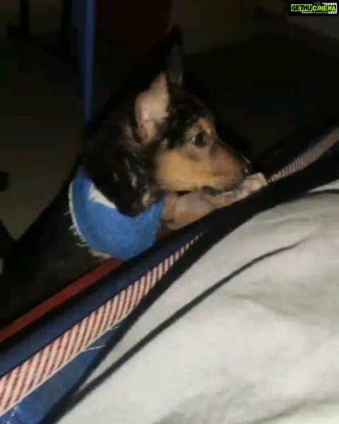 Archana Kavi Instagram - Hello world meet Bruno... One day when I was going to my shoot location I saw a small puppy injured outside the main gate. I asked the assistant director on the set to check on him. He was in a terrible condition... Lost one leg and had maggots and fleas and he was on road like that for at least 3 days. We took him to the hospital near by for first aid and see what can be done. It was told to us that he wont survive for long.... I contacted @sally_earthling the only person I trust in such scenario. She asked me to take him to @cochin_pet_hospital. So after shoot me and @sarithasugeeth took him there. He got admitted. The doctors told us that his condition is really bad and he might be less than 30 days old. But we didnt lose hope. I really admire the doctors there... He almost recovered but fate had to send another googly thrown at him... He caught parvo virus. We all thought we would lose him and was trying to make peace with it. But our Bruno boy is a fighter. He came out of it. Now he lives with me and Pluto and we are looking to find him his forever home. He is love, little scared, loves car rides and food! Oh he is a foodie. If you or anyone you know can give him little space in your heart and make him part of your family please reach out to us. Thank you. Indie 1 month old Lost one leg but that doesn't stop him from being any less naughty Vaccination will be done. PS - last pic can be a trigger. Kochi, India