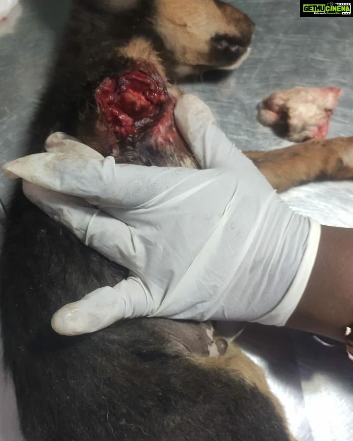 Archana Kavi Instagram - Hello world meet Bruno... One day when I was going to my shoot location I saw a small puppy injured outside the main gate. I asked the assistant director on the set to check on him. He was in a terrible condition... Lost one leg and had maggots and fleas and he was on road like that for at least 3 days. We took him to the hospital near by for first aid and see what can be done. It was told to us that he wont survive for long.... I contacted @sally_earthling the only person I trust in such scenario. She asked me to take him to @cochin_pet_hospital. So after shoot me and @sarithasugeeth took him there. He got admitted. The doctors told us that his condition is really bad and he might be less than 30 days old. But we didnt lose hope. I really admire the doctors there... He almost recovered but fate had to send another googly thrown at him... He caught parvo virus. We all thought we would lose him and was trying to make peace with it. But our Bruno boy is a fighter. He came out of it. Now he lives with me and Pluto and we are looking to find him his forever home. He is love, little scared, loves car rides and food! Oh he is a foodie. If you or anyone you know can give him little space in your heart and make him part of your family please reach out to us. Thank you. Indie 1 month old Lost one leg but that doesn't stop him from being any less naughty Vaccination will be done. PS - last pic can be a trigger. Kochi, India