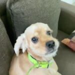 Archana Kavi Instagram - That's just my baby 🐶!!! . . . #reelit #reelsinstagram #reelvideo Delhi, India