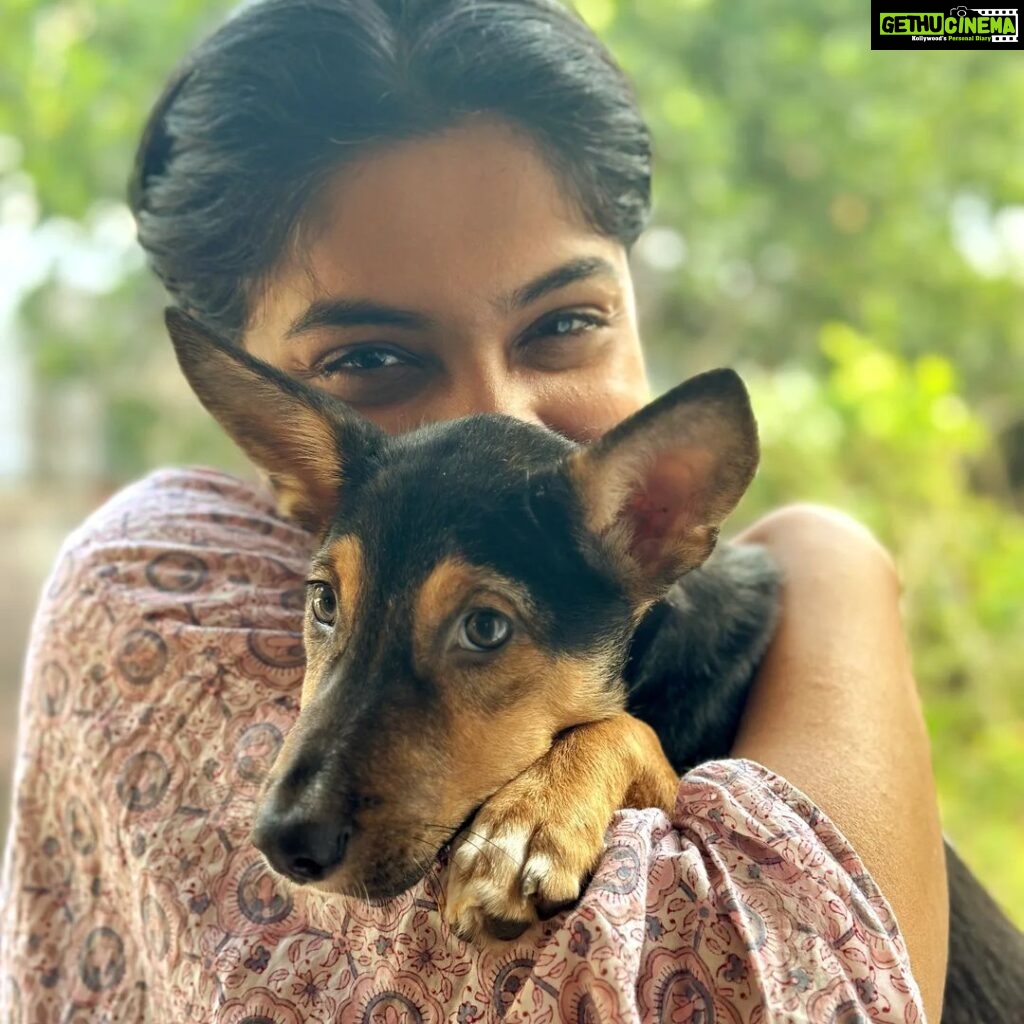 Archana Kavi Instagram - Bruno ❤ #dogsofinstagram #doglover #indiedog #indie Kochi, India