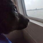 Archana Kavi Instagram - Hello world meet Bruno... One day when I was going to my shoot location I saw a small puppy injured outside the main gate. I asked the assistant director on the set to check on him. He was in a terrible condition... Lost one leg and had maggots and fleas and he was on road like that for at least 3 days. We took him to the hospital near by for first aid and see what can be done. It was told to us that he wont survive for long.... I contacted @sally_earthling the only person I trust in such scenario. She asked me to take him to @cochin_pet_hospital. So after shoot me and @sarithasugeeth took him there. He got admitted. The doctors told us that his condition is really bad and he might be less than 30 days old. But we didnt lose hope. I really admire the doctors there... He almost recovered but fate had to send another googly thrown at him... He caught parvo virus. We all thought we would lose him and was trying to make peace with it. But our Bruno boy is a fighter. He came out of it. Now he lives with me and Pluto and we are looking to find him his forever home. He is love, little scared, loves car rides and food! Oh he is a foodie. If you or anyone you know can give him little space in your heart and make him part of your family please reach out to us. Thank you. Indie 1 month old Lost one leg but that doesn't stop him from being any less naughty Vaccination will be done. PS - last pic can be a trigger. Kochi, India