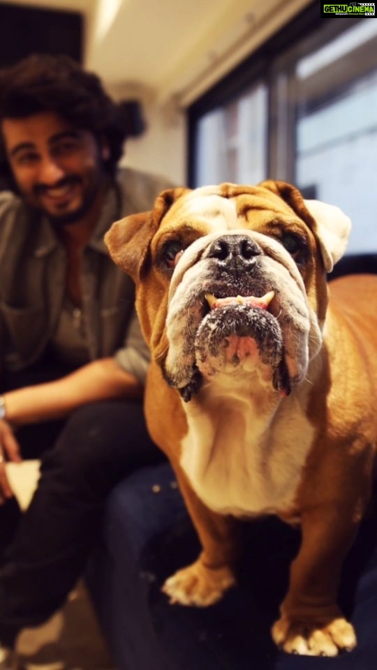 Arjun Kapoor Instagram - Awaara dog nahi, mera waala toh STAR dog hai. 💥 @radhikamadan, presenting Max Kapoor to you. 🙈 #Kuttey #AwaaraDogs #pet #petstagram