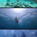 Ashika Ranganath Instagram - This small video can pretty much sum up the beautiful experience in Maldives although the real experience is way beyond words 🤍 Resort - @adaaranprestigeavadoo Travel Partner - @trawel_mart #AdaaranPrestigeVadoo #AdaaranExperience #SunsetVilla #OceanView #Maldivesresort #trawelmart #ashikaranganath #traveldiaries #maldives Adaaran Prestige Vadoo
