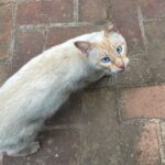 Banita Sandhu Instagram - making friends 🐾 El Chiringuito at Puente Romano