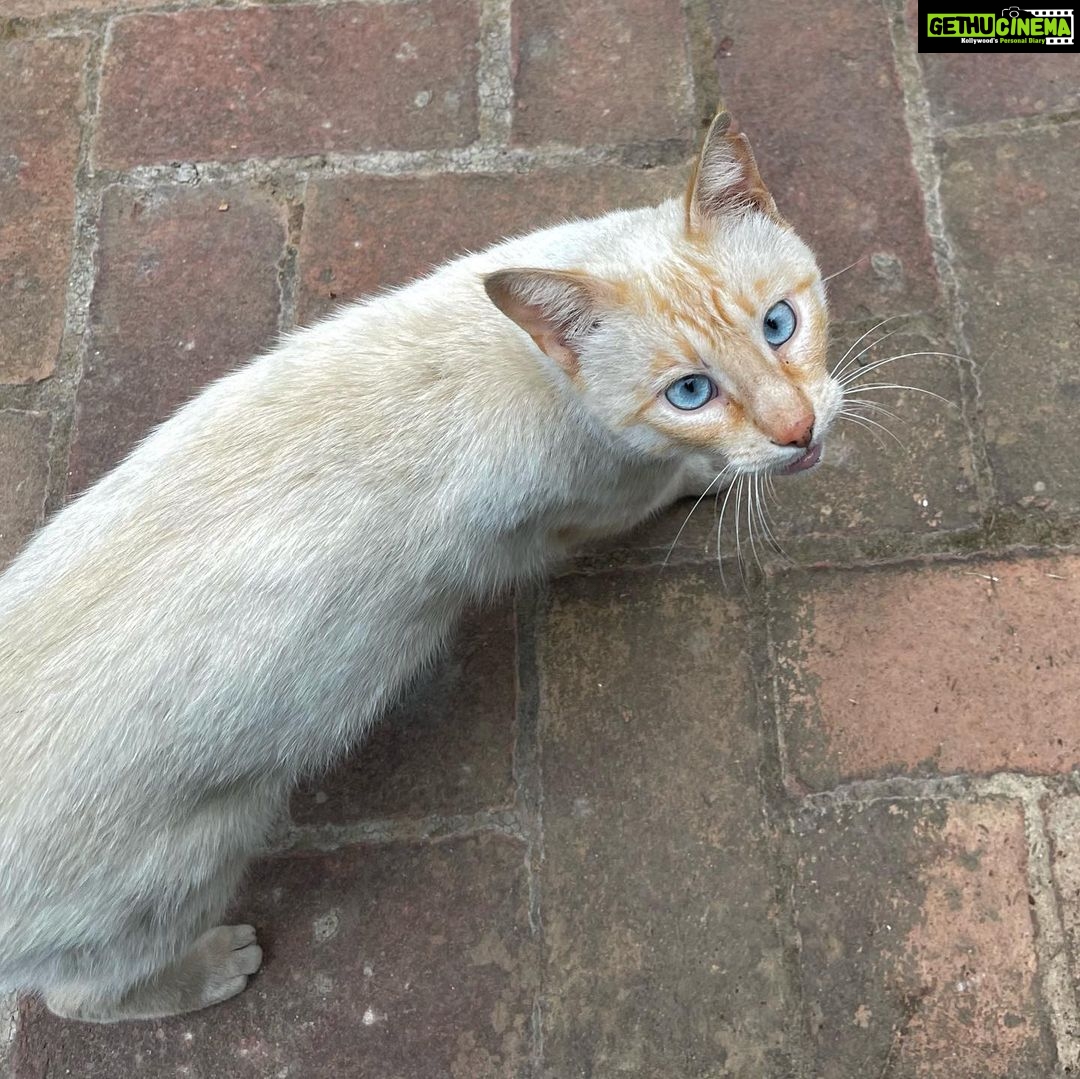 Banita Sandhu Instagram - making friends 🐾 El Chiringuito at Puente Romano