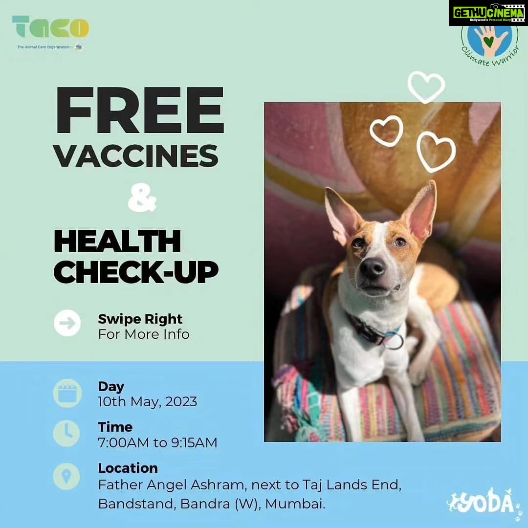 Bhumi Pednekar Instagram - Beau, Bruno & Bhumi are joining hands with @yodamumbai and @theanimalcareorganization ❤️ Excited to see you, but tbh more excited to see your pets 🙈♥️ Join us tomorrow for a #WalkathonforAnimals & #WaterBowlChallenge followed by a free health check-up & vaccination camp for our fur babies. Location: Father Agnel Ashram (next to Taj Lands End) Time: 7am to 9:15am More details on @theanimalcareorganization & @yodamumbai #ClimateWarrior #TACO #Yoda