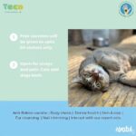 Bhumi Pednekar Instagram - Beau, Bruno & Bhumi are joining hands with @yodamumbai and @theanimalcareorganization ❤️ Excited to see you, but tbh more excited to see your pets 🙈♥️ Join us tomorrow for a #WalkathonforAnimals & #WaterBowlChallenge followed by a free health check-up & vaccination camp for our fur babies. Location: Father Agnel Ashram (next to Taj Lands End) Time: 7am to 9:15am More details on @theanimalcareorganization & @yodamumbai #ClimateWarrior #TACO #Yoda