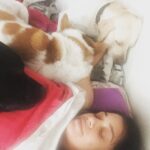 Chaya Singh Instagram - Wasn’t it Sunday today🤔I was made to believe that😱 #mondaymorning #monday #petsofinstagram #pets #petstagram #sleepydog #sleepy #labradorretriever #pariahdog