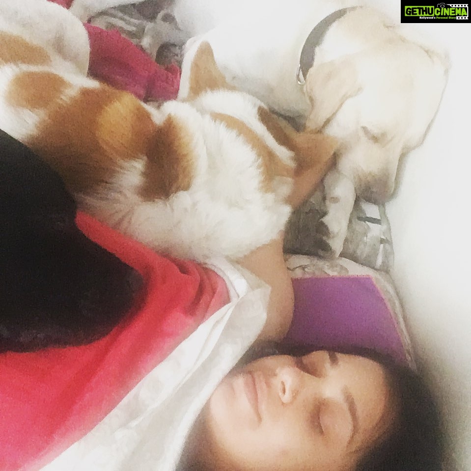Chaya Singh Instagram - Wasn’t it Sunday today🤔I was made to believe that😱 #mondaymorning #monday #petsofinstagram #pets #petstagram #sleepydog #sleepy #labradorretriever #pariahdog