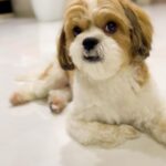 Daisy Shah Instagram - Happy 2nd Bday my babba ❤️ Swipe 👈🏻 to see the cutest pics of my baby boy. . . . #2ndbirthday #theoshahofficial #dogmom