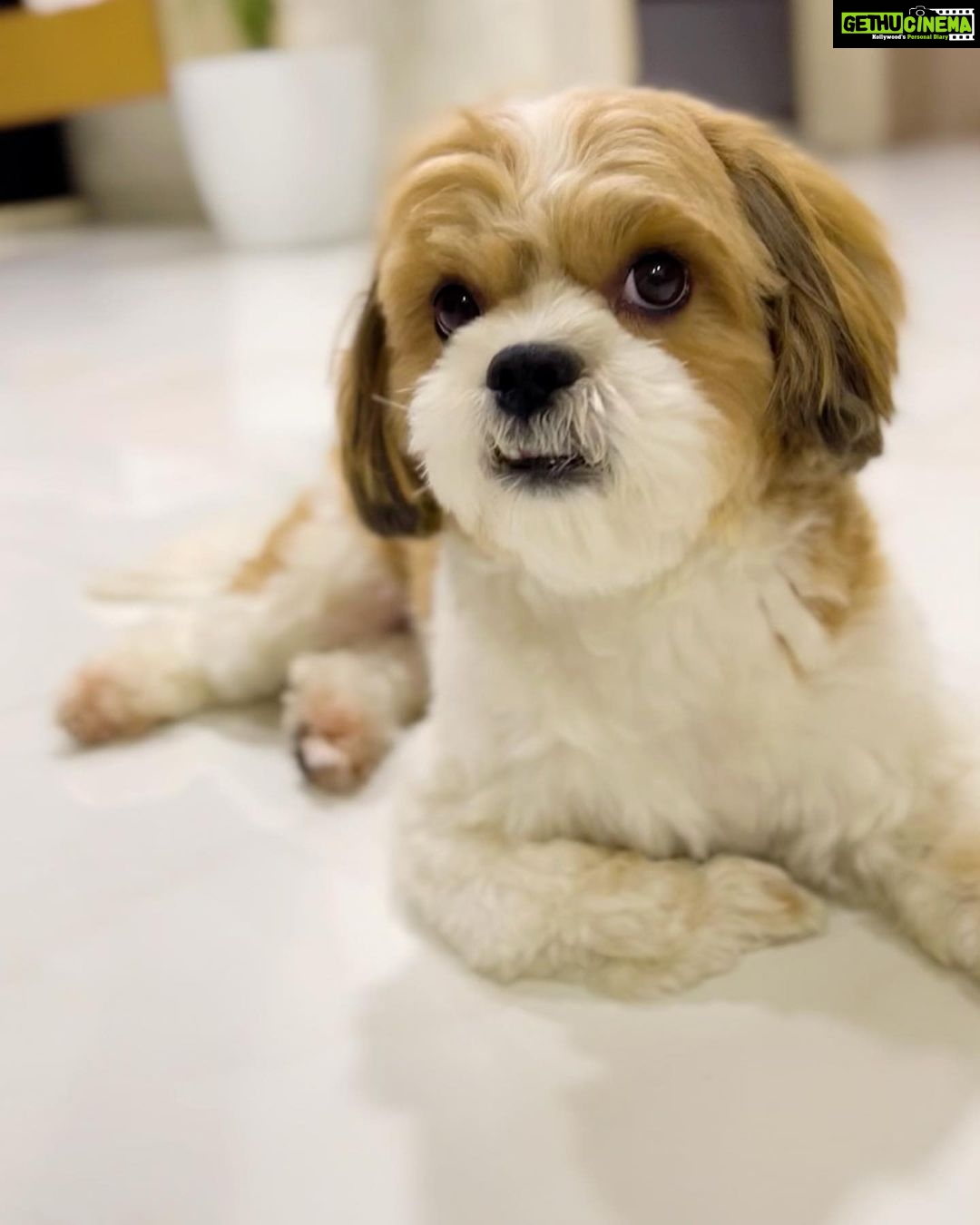 Daisy Shah Instagram - Happy 2nd Bday my babba ❤️ Swipe 👈🏻 to see the cutest pics of my baby boy. . . . #2ndbirthday #theoshahofficial #dogmom