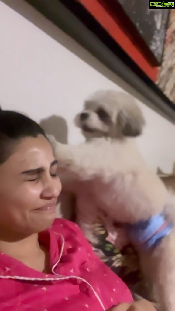 Daisy Shah Instagram - To all the people who think Miko is very shaant! Khud hi dekhlo . . #mybabyboy #dogmom P.s… yes sometimes he wears a diaper 💁🏻‍♀️