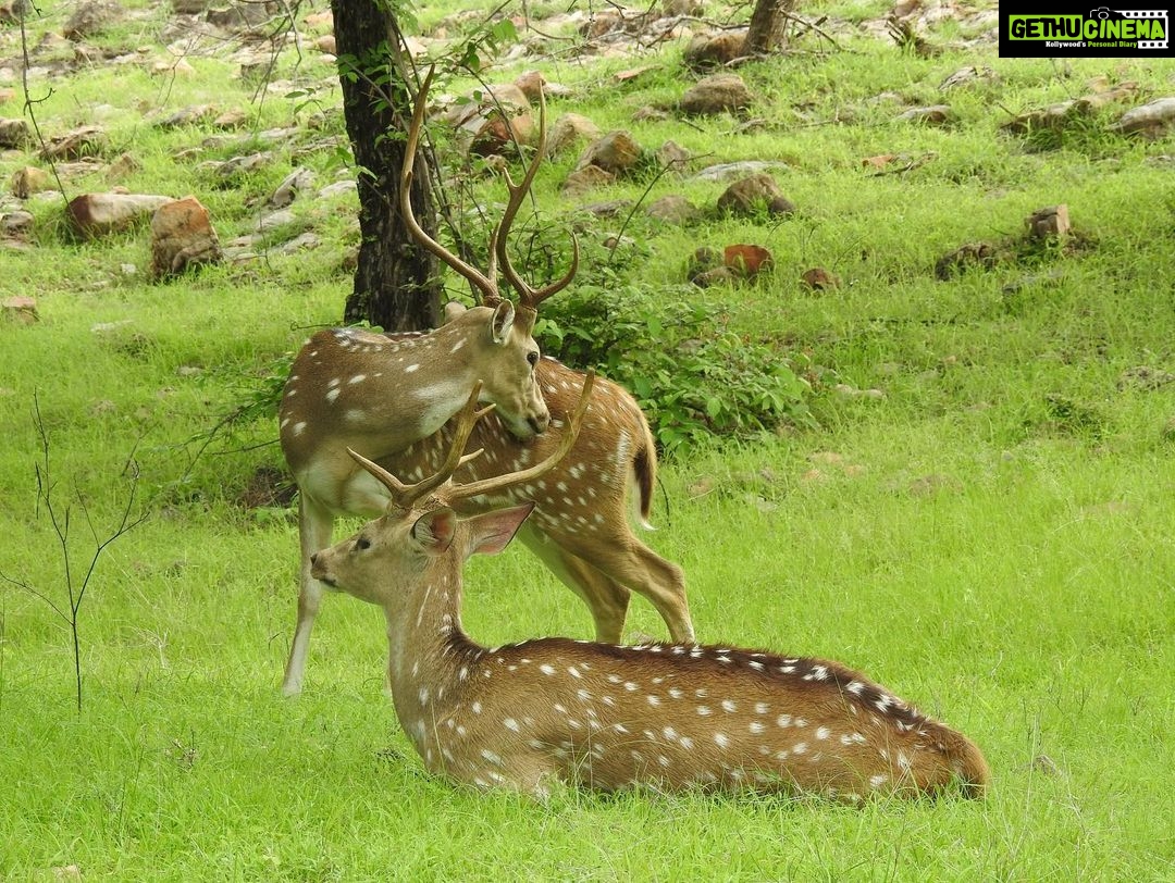Dia Mirza Instagram - Loss of #Biodiversity is accelerating the #ClimateCrises. This #WorldBiodiversityDay take a pledge to support the conservation and protection of Biodiversity. Support organisations that work to ensure we have a healthy world for our children ππ¦π―π³ποΈ βHuman actions are devastating every corner of the world. One million species are at risk of extinction. We must end this war on nature.β - @antonioguterres https://www.unep.org/events/un-day/international-day-biological-diversity-2023 #ClimateAction #ForNature #GenerationRestoration #ForPeopleForPlanet #SDGs #BuildBackBiodiversity #InternationalBiologicalDiversityDay @wildlifetrustofindia @sanctuaryasia @ifawglobal @unep @unbiodiversity @unsdgadvocates @unitednations