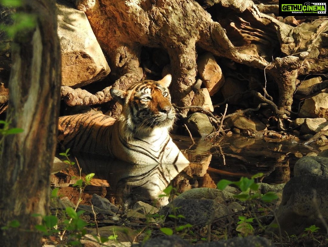 Dia Mirza Instagram - Loss of #Biodiversity is accelerating the #ClimateCrises. This #WorldBiodiversityDay take a pledge to support the conservation and protection of Biodiversity. Support organisations that work to ensure we have a healthy world for our children ππ¦π―π³ποΈ βHuman actions are devastating every corner of the world. One million species are at risk of extinction. We must end this war on nature.β - @antonioguterres https://www.unep.org/events/un-day/international-day-biological-diversity-2023 #ClimateAction #ForNature #GenerationRestoration #ForPeopleForPlanet #SDGs #BuildBackBiodiversity #InternationalBiologicalDiversityDay @wildlifetrustofindia @sanctuaryasia @ifawglobal @unep @unbiodiversity @unsdgadvocates @unitednations
