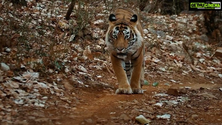 Dia Mirza Instagram - As someone who feels deeply about Tiger conservation and who has been emotionally connected to the tragedy of Ustad I am honored to share with you the trailer for the award winning documentary, Tiger 24. It will be playing in theaters in Mumbai on January 20 and will be available on all digital platforms later this year 🐯 #T24 #Tiger24 #WarrenPereira #Ustad #TigerNumber24 #AAFilms #TigerConservation #T24Movie @tiger24film @warrenpereira.official @aafilms.official Mumbai, Maharashtra