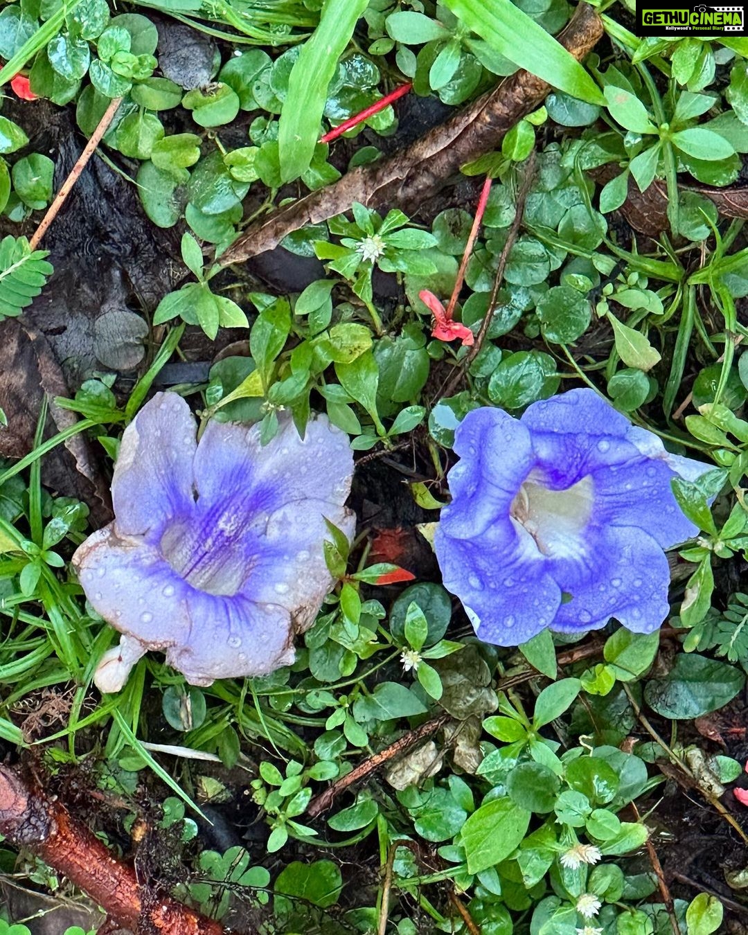 Dia Mirza Instagram - “Flowers that are baptised With touch of the dew, Clustered leaves circle In deep emerald hue Nature’s the painter With palette so rich If I had to choose one I wouldn’t know which!” - @rekhi.poonam Flowers are enlightened beings… to watch flowers is to discover consciousness 🦋🌏 #mondaymotivation #shotoniphone Bandra World of Storytellers