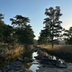 Dia Mirza Instagram – Yesterday was #InternationalDayOfForests 🌳🌏🕊️

Why are our #Forests so integral to health, peace and survival? 

Over 1.6 billion people depend on forests for food or fuel, and some 70 million people worldwide – including many Indigenous communities – call forests their home.

With so many people dependent on forests, the fate of our forests may determine our own fate as well. 

Forests help prevent erosion and enrich and conserve soil. 

Deforestation has serious consequences on the health of people directly dependent on forests, as well as those living in cities and towns, as it increases the risk of diseases crossing over from animals to humans. Meanwhile, time spent in forests has been shown to have a positive benefit on conditions including cardiovascular disease, respiratory concerns, diabetes and mental health. 

Forests are home to over 80% of terrestrial biodiversity, including 80% of amphibians, 75% of birds and 68% of mammals. Deforestation of some tropical forests could lead to the loss of as many as 100 species a day.

It is no surprise that when we cut down or damage our forests, we release huge amounts of carbon emissions that contribute to the climate crisis.

About one-third of the world’s largest cities obtain a significant proportion of their drinking water from forested protected areas.

Our lives are deeply linked with forests.

You can help protect forests by pledging your support to an organisation or community that works to protect forests 🌳🙏🏻

I work with @wildlifetrustofindia @ifawglobal @unep @sanctuaryasia you can volunteer or help any of these organisations or one of your own choice. 

Let’s pledge to protect forests for the sake of our health, security, peace and prosperity 🦋 

#ForPeopleForPlanet #ForNature #GenerationRestoration #OnePlanetOnePeople #OneEarth #SDGs #GlobalGoals India