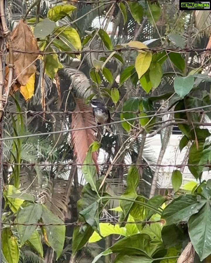 Dia Mirza Instagram - Spending time in the garden surrounded by big trees, with over 25 species of birds is a wonderful time of day for us 🌏🐯☀️🦋💚 Everyday our son gets to interact with nature it fosters a sense of belonging, of oneness with all life and benefits health. Have you read the book “Last Child In The Woods” by Richard Louv? "Last Child in the Woods" discusses the growing disconnect between children and nature, and the potential consequences of this trend on the physical, mental, and emotional development of young people. The book argues that as children spend more time indoors and less time engaging with the natural world, they may experience a range of negative effects, including obesity, attention disorders, depression, and a diminished sense of creativity and wonder. The book suggests that by fostering a closer relationship between children and nature, parents, educators, and community leaders can help promote healthier and more well-rounded development for the next generation. Louv also advocates for the creation of more green spaces and outdoor educational programs, as well as increased awareness and protection of natural areas. The book has helped spark a movement focused on reconnecting children with nature, sometimes referred to as the "Nature Movement." Let’s ensure our children seek nature everyday 🙌🏼🌻 #ForNature #ForPeopleForPlanet Bandra World of Storytellers