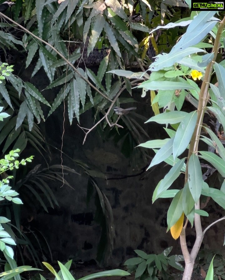 Dia Mirza Instagram - Spending time in the garden surrounded by big trees, with over 25 species of birds is a wonderful time of day for us 🌏🐯☀️🦋💚 Everyday our son gets to interact with nature it fosters a sense of belonging, of oneness with all life and benefits health. Have you read the book “Last Child In The Woods” by Richard Louv? "Last Child in the Woods" discusses the growing disconnect between children and nature, and the potential consequences of this trend on the physical, mental, and emotional development of young people. The book argues that as children spend more time indoors and less time engaging with the natural world, they may experience a range of negative effects, including obesity, attention disorders, depression, and a diminished sense of creativity and wonder. The book suggests that by fostering a closer relationship between children and nature, parents, educators, and community leaders can help promote healthier and more well-rounded development for the next generation. Louv also advocates for the creation of more green spaces and outdoor educational programs, as well as increased awareness and protection of natural areas. The book has helped spark a movement focused on reconnecting children with nature, sometimes referred to as the "Nature Movement." Let’s ensure our children seek nature everyday 🙌🏼🌻 #ForNature #ForPeopleForPlanet Bandra World of Storytellers