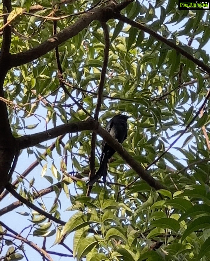 Dia Mirza Instagram - Spending time in the garden surrounded by big trees, with over 25 species of birds is a wonderful time of day for us 🌏🐯☀️🦋💚 Everyday our son gets to interact with nature it fosters a sense of belonging, of oneness with all life and benefits health. Have you read the book “Last Child In The Woods” by Richard Louv? "Last Child in the Woods" discusses the growing disconnect between children and nature, and the potential consequences of this trend on the physical, mental, and emotional development of young people. The book argues that as children spend more time indoors and less time engaging with the natural world, they may experience a range of negative effects, including obesity, attention disorders, depression, and a diminished sense of creativity and wonder. The book suggests that by fostering a closer relationship between children and nature, parents, educators, and community leaders can help promote healthier and more well-rounded development for the next generation. Louv also advocates for the creation of more green spaces and outdoor educational programs, as well as increased awareness and protection of natural areas. The book has helped spark a movement focused on reconnecting children with nature, sometimes referred to as the "Nature Movement." Let’s ensure our children seek nature everyday 🙌🏼🌻 #ForNature #ForPeopleForPlanet Bandra World of Storytellers