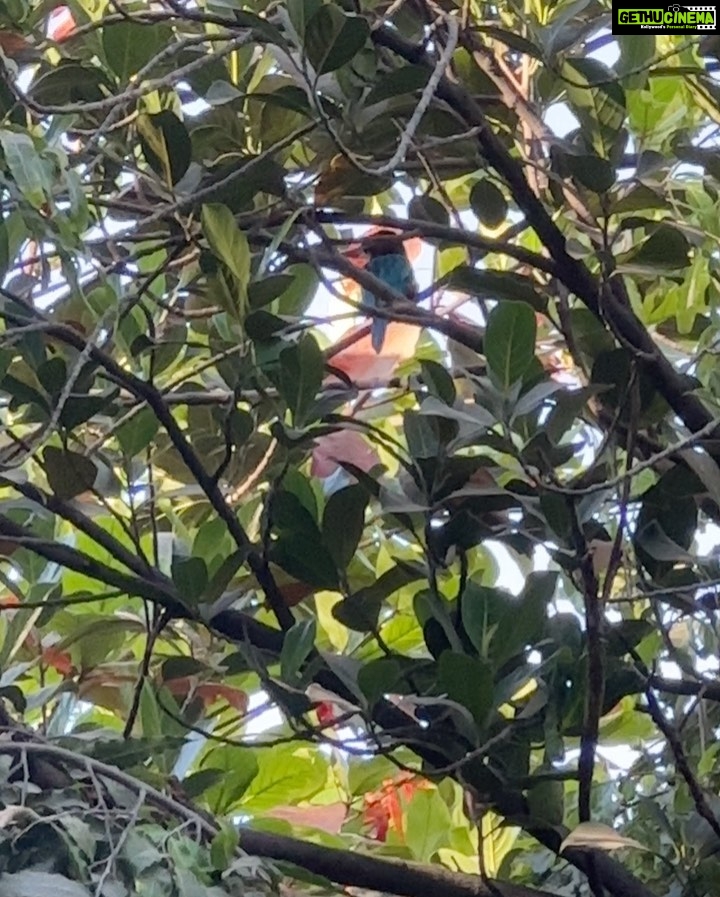 Dia Mirza Instagram - Spending time in the garden surrounded by big trees, with over 25 species of birds is a wonderful time of day for us 🌏🐯☀️🦋💚 Everyday our son gets to interact with nature it fosters a sense of belonging, of oneness with all life and benefits health. Have you read the book “Last Child In The Woods” by Richard Louv? "Last Child in the Woods" discusses the growing disconnect between children and nature, and the potential consequences of this trend on the physical, mental, and emotional development of young people. The book argues that as children spend more time indoors and less time engaging with the natural world, they may experience a range of negative effects, including obesity, attention disorders, depression, and a diminished sense of creativity and wonder. The book suggests that by fostering a closer relationship between children and nature, parents, educators, and community leaders can help promote healthier and more well-rounded development for the next generation. Louv also advocates for the creation of more green spaces and outdoor educational programs, as well as increased awareness and protection of natural areas. The book has helped spark a movement focused on reconnecting children with nature, sometimes referred to as the "Nature Movement." Let’s ensure our children seek nature everyday 🙌🏼🌻 #ForNature #ForPeopleForPlanet Bandra World of Storytellers