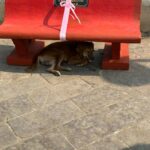 Dia Mirza Instagram - This morning was so special! I had the honour to inaugurate along with @pragyakapoor_ these benches made from 36000kgs of illegally dumped construction debris at carter beach collected by @cartercleanup over 75 weeks of clean up! A great example of citizen action to improve our environment and #CleanSeas #BeatPollution and also a perfect example of creating value from waste 🙌🏼 The good work by this amazing citizen group @haroldf1234 @ashwin_malwade @freishia @agwl_nupur @maansiahuja will continue and everyone is welcome to join 🌏🐯 Thank you @my_bmc H Ward for all your help in facilitating this process 🙏🏻 and thank you @refillable.india for supporting this work 🌻 #SDGs #GlobalGoals #CitizenAction #CircularEconomy #Recycle Carter Road Beach, Mumbai, India