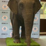 Dia Mirza Instagram - Thank you @petaindia for making me a part of Ellie’s story 💚🙏🏻🐘 Nothing gives me more joy than being able to lend voice to a campaign that will teach our children empathy. If you want Ellie to come to your school contact info@petaindia.org and we’ll bring Ellie to you. Asia’s first animatronic empathy-building elephant, Ellie, voiced by me, was launched at Mumbai’s @jamnabai.narsee.school. She will visit schools across the country to teach youngsters that kindness to elephants means letting them live free. #Elephants #Conservation #Empathy #SDGs #ForPeopleForPlanet Creative by @freishia Filmed by @daksh_hemdev Managed by @shruti8711 @exceedentertainment India