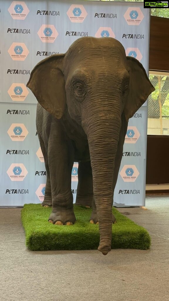 Dia Mirza Instagram - Thank you @petaindia for making me a part of Ellie’s story 💚🙏🏻🐘 Nothing gives me more joy than being able to lend voice to a campaign that will teach our children empathy. If you want Ellie to come to your school contact info@petaindia.org and we’ll bring Ellie to you. Asia’s first animatronic empathy-building elephant, Ellie, voiced by me, was launched at Mumbai’s @jamnabai.narsee.school. She will visit schools across the country to teach youngsters that kindness to elephants means letting them live free. #Elephants #Conservation #Empathy #SDGs #ForPeopleForPlanet Creative by @freishia Filmed by @daksh_hemdev Managed by @shruti8711 @exceedentertainment India