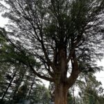 Dia Mirza Instagram - Bless you tree 🌳 thank you tree 🌏🕊️🐯♾️ A tree that has lived hundreds of years and witnessed the changes of our world, must carry so much wisdom… An entire ecosystem depends on this Deodar tree 💚 May it live on in all it’s glory! #SummerHolidays #SunsetKeDivane @vaibhav.rekhi Including this poem that Dadi wrote after she saw this post ❤️🦋 @rekhi.poonam Bless you Tree! Thank you Tree!/ So many gifts you give to me!/ Fruits and flowers, leafy shade,/ Twiggy nests in your crown laid,/ Shelter from the pouring rain/ Seeds that drop upon the plain/ Bless you Tree! Thank you Tree!/ You’re a true friend I can see! Landour, Mussoorie