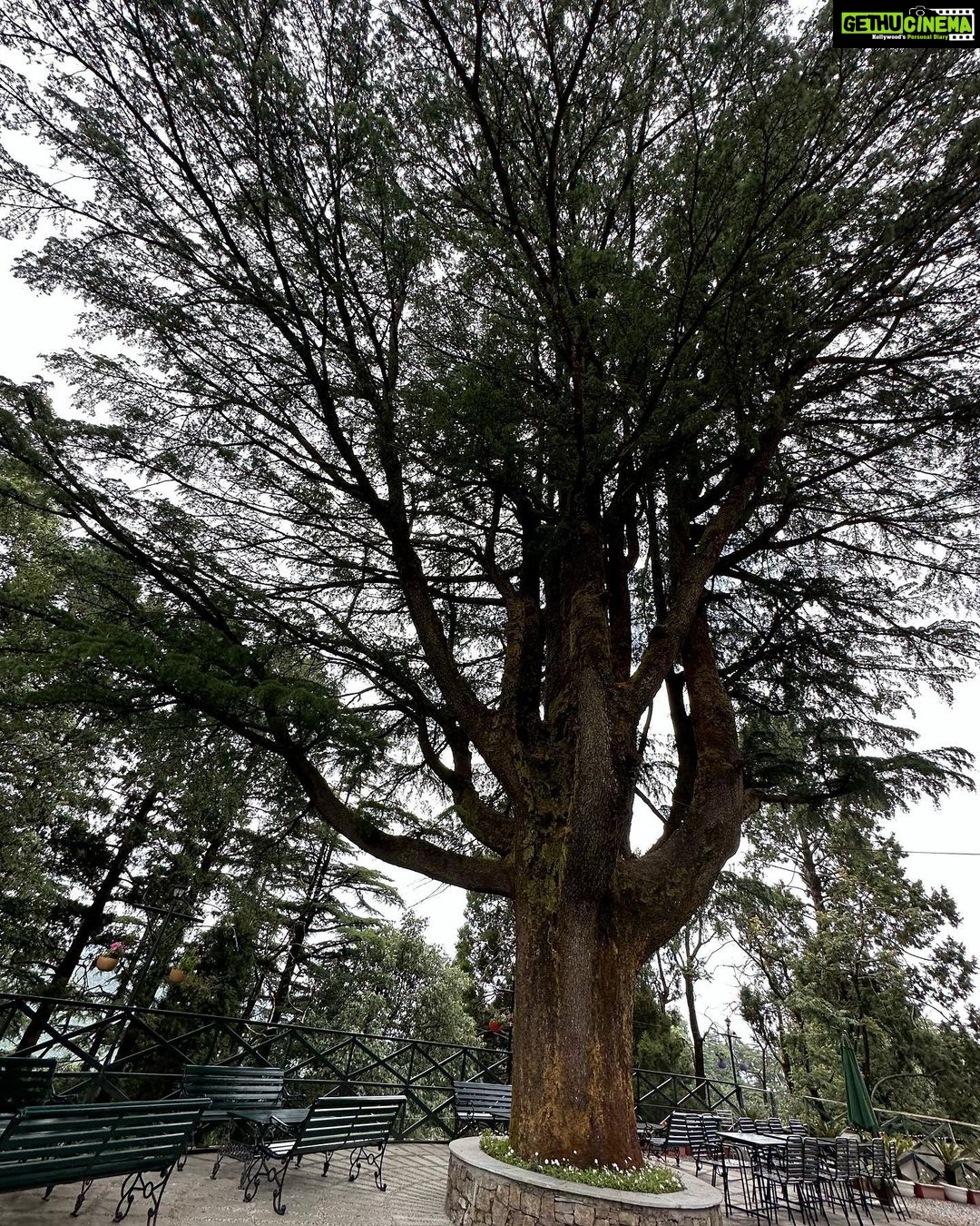Dia Mirza Instagram - Bless you tree 🌳 thank you tree 🌏🕊️🐯♾️ A tree that has lived hundreds of years and witnessed the changes of our world, must carry so much wisdom… An entire ecosystem depends on this Deodar tree 💚 May it live on in all it’s glory! #SummerHolidays #SunsetKeDivane @vaibhav.rekhi Including this poem that Dadi wrote after she saw this post ❤️🦋 @rekhi.poonam Bless you Tree! Thank you Tree!/ So many gifts you give to me!/ Fruits and flowers, leafy shade,/ Twiggy nests in your crown laid,/ Shelter from the pouring rain/ Seeds that drop upon the plain/ Bless you Tree! Thank you Tree!/ You’re a true friend I can see! Landour, Mussoorie