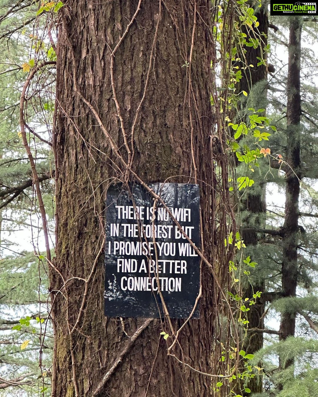 Dia Mirza Instagram - Bless you tree 🌳 thank you tree 🌏🕊️🐯♾️ A tree that has lived hundreds of years and witnessed the changes of our world, must carry so much wisdom… An entire ecosystem depends on this Deodar tree 💚 May it live on in all it’s glory! #SummerHolidays #SunsetKeDivane @vaibhav.rekhi Including this poem that Dadi wrote after she saw this post ❤️🦋 @rekhi.poonam Bless you Tree! Thank you Tree!/ So many gifts you give to me!/ Fruits and flowers, leafy shade,/ Twiggy nests in your crown laid,/ Shelter from the pouring rain/ Seeds that drop upon the plain/ Bless you Tree! Thank you Tree!/ You’re a true friend I can see! Landour, Mussoorie