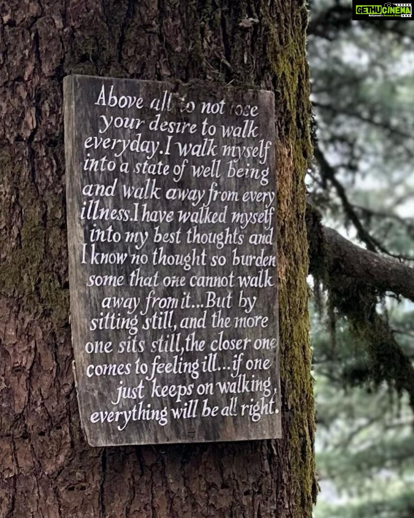 Dia Mirza Instagram - Bless you tree 🌳 thank you tree 🌏🕊️🐯♾️ A tree that has lived hundreds of years and witnessed the changes of our world, must carry so much wisdom… An entire ecosystem depends on this Deodar tree 💚 May it live on in all it’s glory! #SummerHolidays #SunsetKeDivane @vaibhav.rekhi Including this poem that Dadi wrote after she saw this post ❤️🦋 @rekhi.poonam Bless you Tree! Thank you Tree!/ So many gifts you give to me!/ Fruits and flowers, leafy shade,/ Twiggy nests in your crown laid,/ Shelter from the pouring rain/ Seeds that drop upon the plain/ Bless you Tree! Thank you Tree!/ You’re a true friend I can see! Landour, Mussoorie